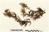 藏品(喜馬拉雅塔苔)的圖片